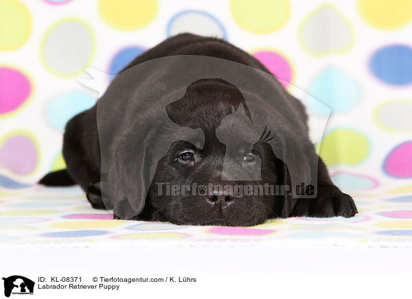 Labrador Retriever Welpe / Labrador Retriever Puppy / KL-08371