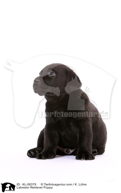 Labrador Retriever Welpe / Labrador Retriever Puppy / KL-08379