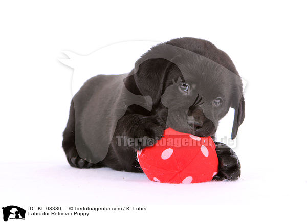 Labrador Retriever Welpe / Labrador Retriever Puppy / KL-08380