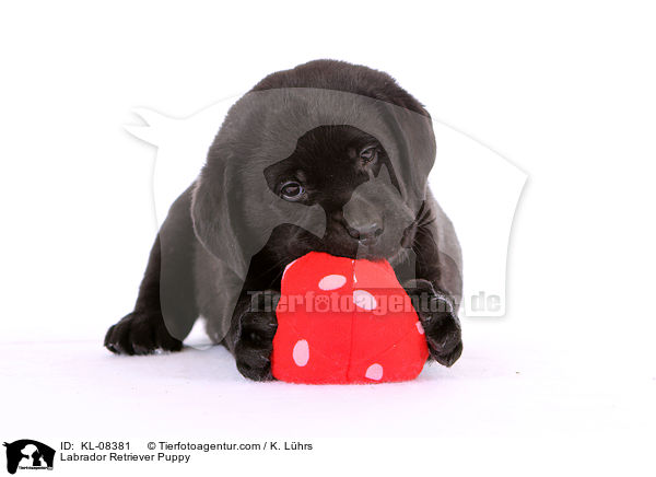 Labrador Retriever Welpe / Labrador Retriever Puppy / KL-08381