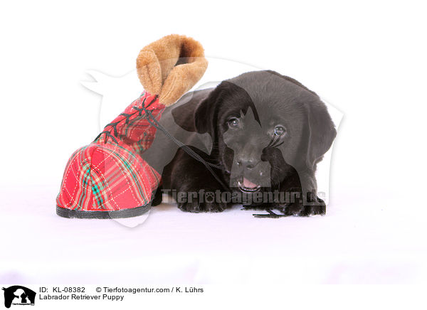 Labrador Retriever Welpe / Labrador Retriever Puppy / KL-08382