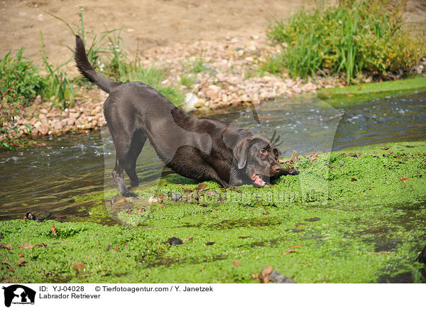 Labrador Retriever / Labrador Retriever / YJ-04028