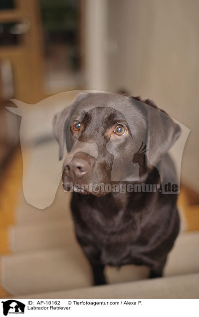 Labrador Retriever / Labrador Retriever / AP-10162