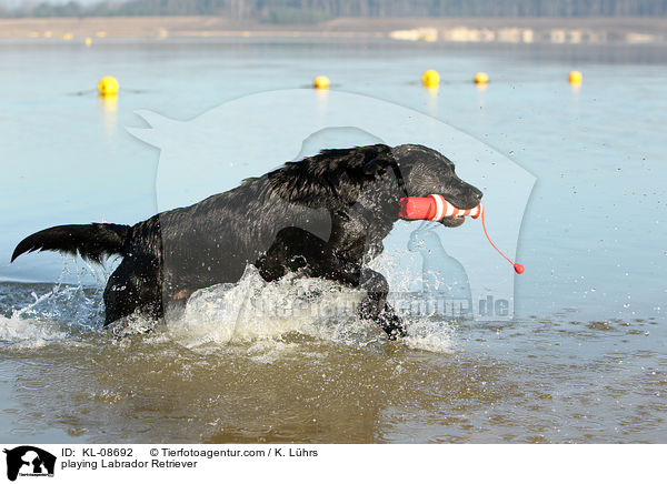 spielender Labrador Retriever / playing Labrador Retriever / KL-08692