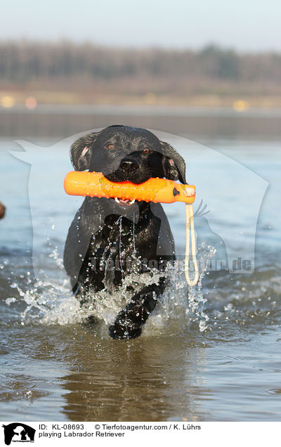 spielender Labrador Retriever / playing Labrador Retriever / KL-08693