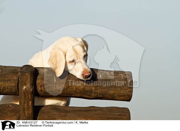 Labrador Retriever Portrait / Labrador Retriever Portrait / KMI-03127