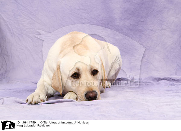 liegender Labrador Retriever / lying Labrador Retriever / JH-14759