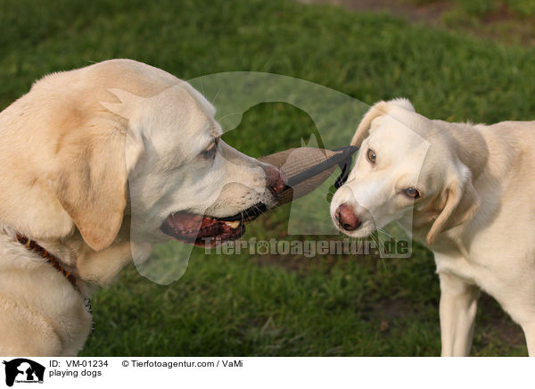 spielende Hunde / playing dogs / VM-01234