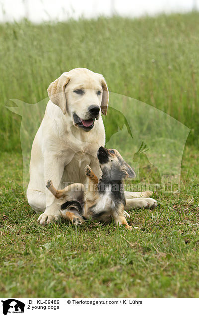 2 young dogs / KL-09489