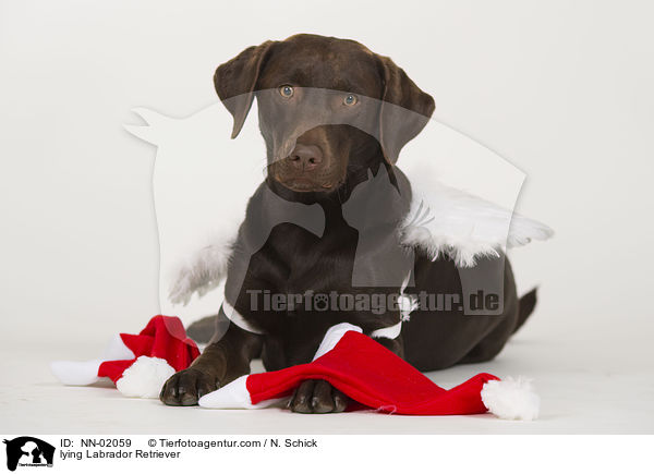 liegender Labrador Retriever / lying Labrador Retriever / NN-02059