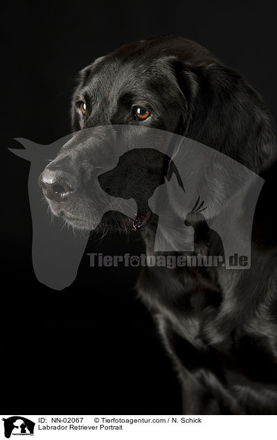 Labrador Retriever Portrait / Labrador Retriever Portrait / NN-02067