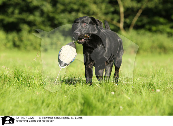 spportierender Labrador Retriever / retrieving Labrador Retriever / KL-10227