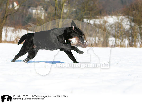 apportierender Labrador Retriever / retrieving Labrador Retriever / KL-10575