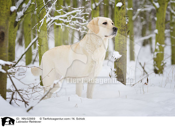 Labrador Retriever / NN-02869