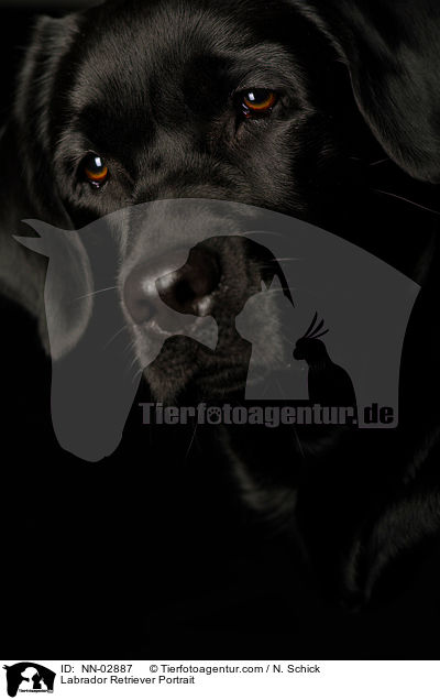 Labrador Retriever Portrait / NN-02887