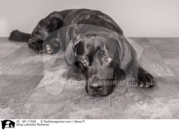 liegender Labrador Retriever / lying Labrador Retriever / AP-11599