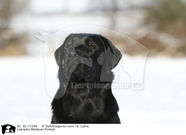 Labrador Retriever Portrait / Labrador Retriever Portrait / KL-11249