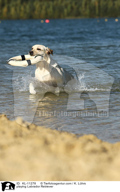 spielender Labrador Retriever / playing Labrador Retriever / KL-11278