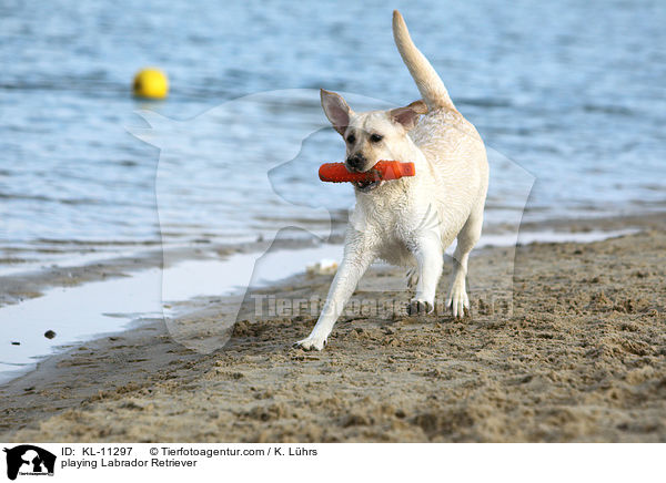 spielender Labrador Retriever / playing Labrador Retriever / KL-11297