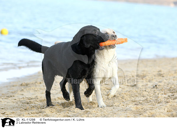 2 Labrador Retriever / 2 Labrador Retrievers / KL-11298