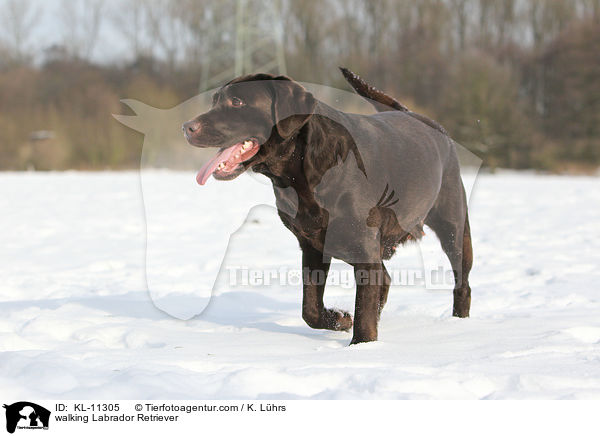 laufender Labrador Retriever / walking Labrador Retriever / KL-11305