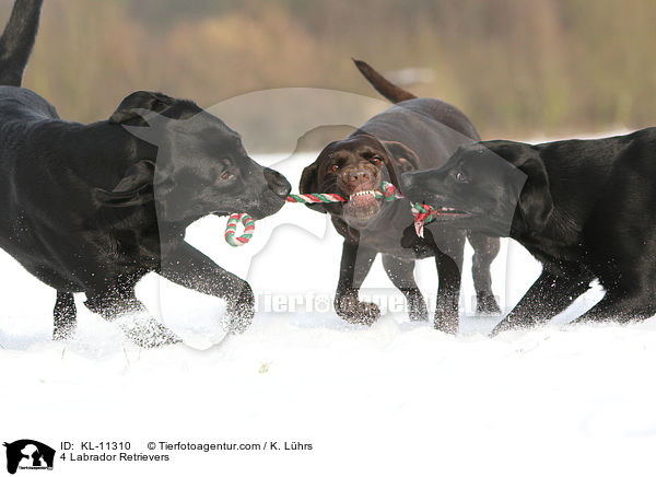 4 Labrador Retriever / 4 Labrador Retrievers / KL-11310