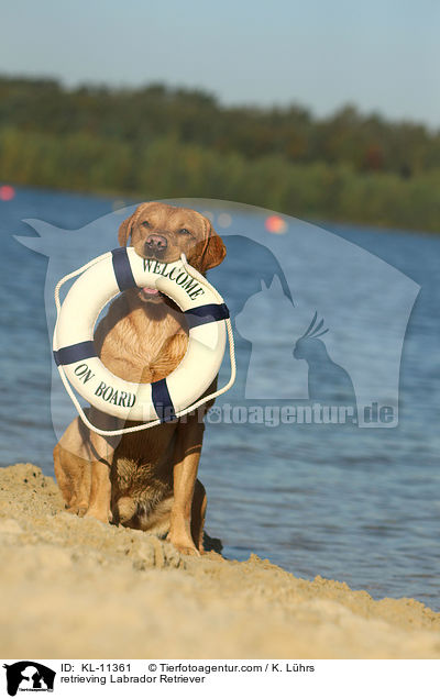 apportierender Labrador Retriever / retrieving Labrador Retriever / KL-11361