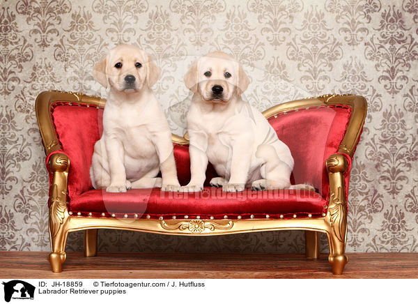 Labrador Retriever Welpen / Labrador Retriever puppies / JH-18859