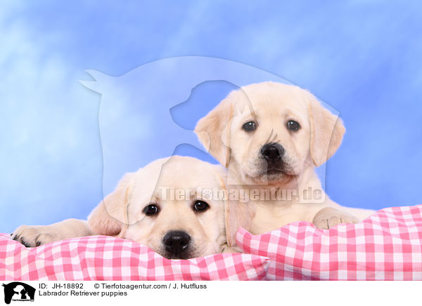 Labrador Retriever Welpen / Labrador Retriever puppies / JH-18892