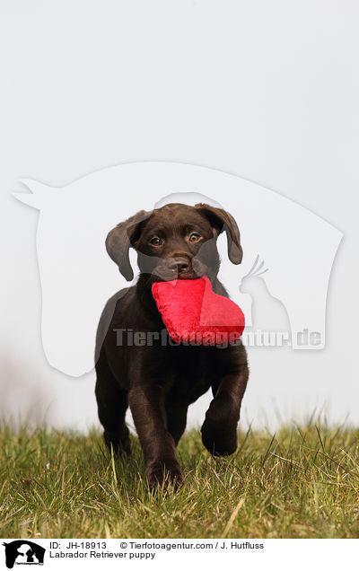 Labrador Retriever Welpe / Labrador Retriever puppy / JH-18913