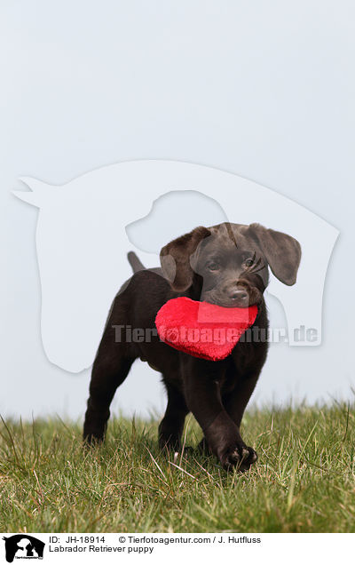 Labrador Retriever Welpe / Labrador Retriever puppy / JH-18914
