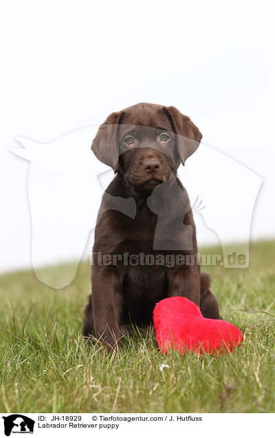 Labrador Retriever Welpe / Labrador Retriever puppy / JH-18929