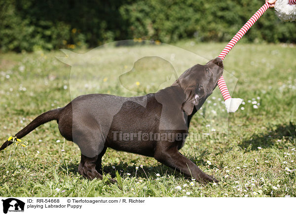 spielender Labrador Welpe / playing Labrador Puppy / RR-54668