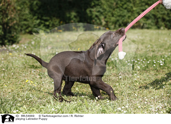 spielender Labrador Welpe / playing Labrador Puppy / RR-54669