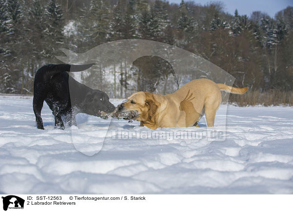 2 Labrador Retriever / 2 Labrador Retrievers / SST-12563