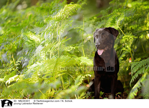 junger Labrador Retriever / young Labrador Retriever / NN-04301