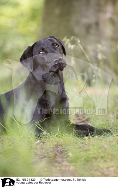 junger Labrador Retriever / young Labrador Retriever / NN-04320