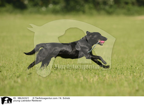 junger Labrador Retriever / young Labrador Retriever / NN-04321