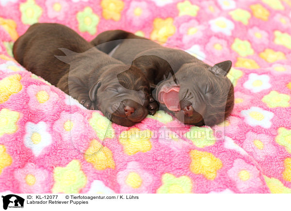 Labrador Retriever Welpen / Labrador Retriever Puppies / KL-12077