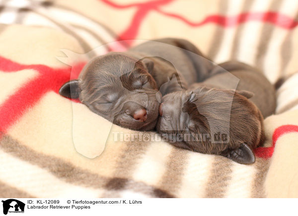 Labrador Retriever Welpen / Labrador Retriever Puppies / KL-12089