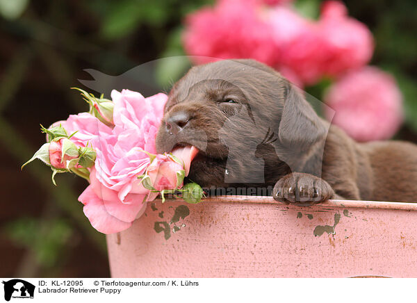 Labrador Retriever Welpe / Labrador Retriever Puppy / KL-12095