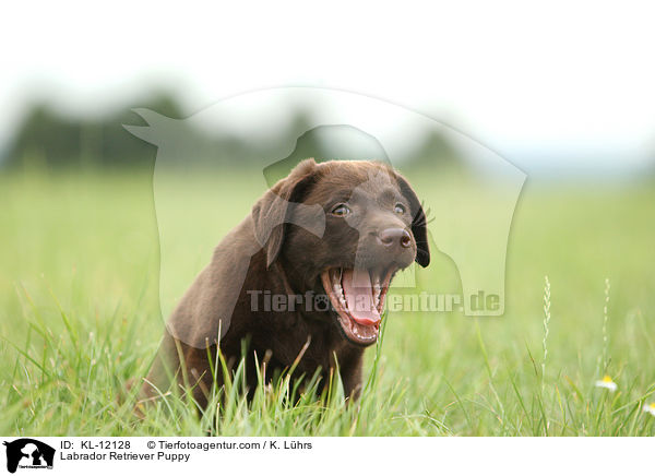 Labrador Retriever Welpe / Labrador Retriever Puppy / KL-12128