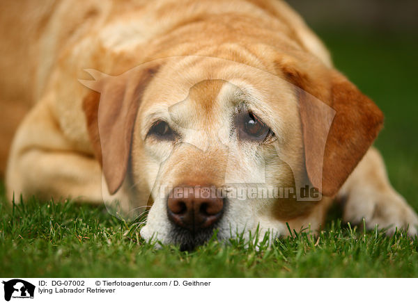 liegender Labrador Retriever / lying Labrador Retriever / DG-07002