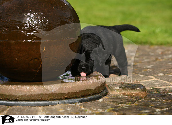 Labrador Retriever Welpe / Labrador Retriever puppy / DG-07014