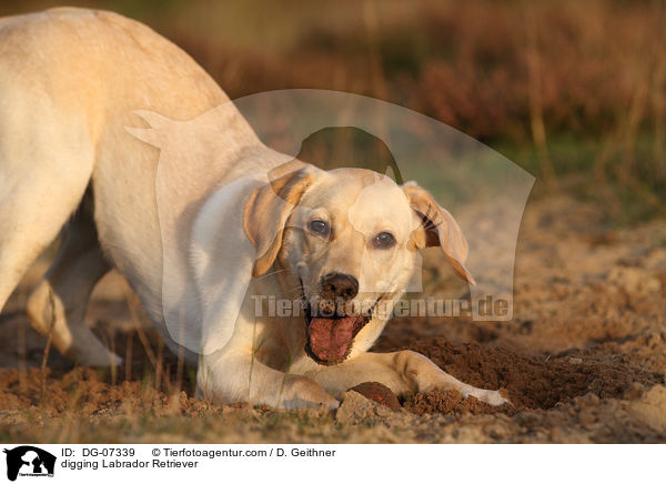 buddelnder Labrador Retriever / digging Labrador Retriever / DG-07339