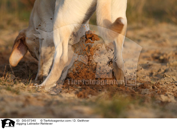 buddelnder Labrador Retriever / digging Labrador Retriever / DG-07340