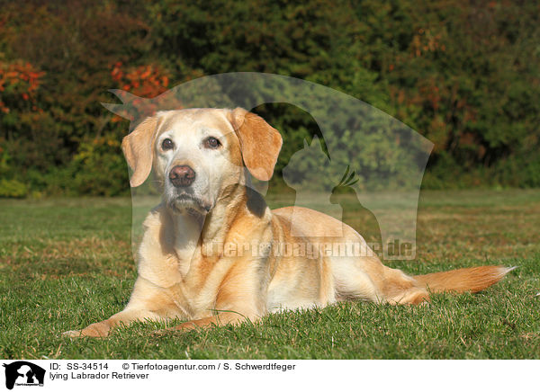 lying Labrador Retriever / SS-34514