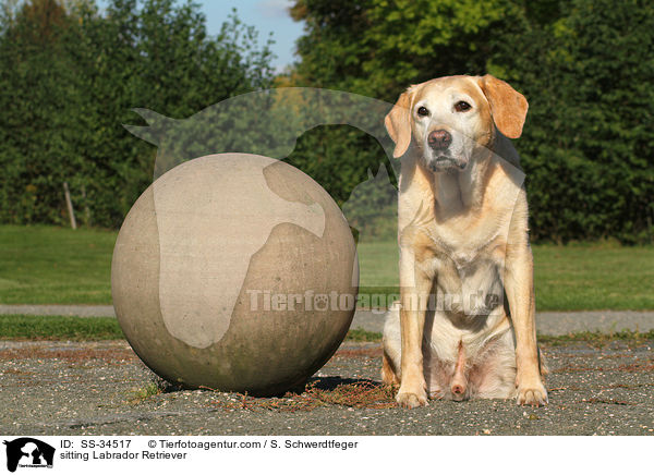 sitzender Labrador Retriever / sitting Labrador Retriever / SS-34517