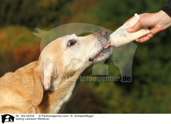 fressender Labrador Retriever / eating Labrador Retriever / SS-34534