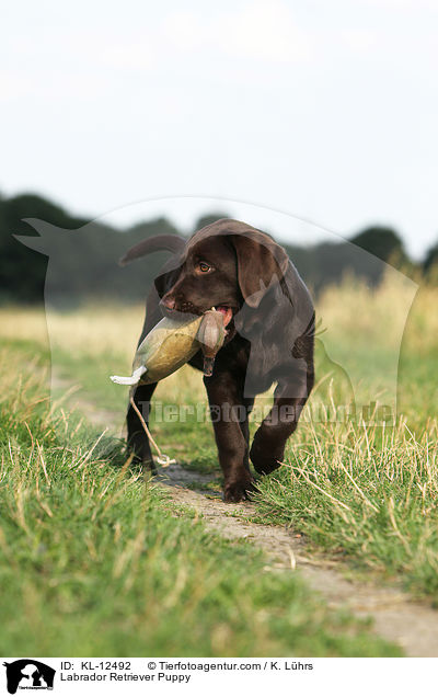 Labrador Retriever Welpe / Labrador Retriever Puppy / KL-12492